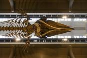 manchester museum 9-2023 8920